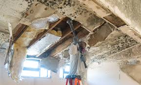 Reliable North College Hill, OH Mold Prevention & Removal  Solutions